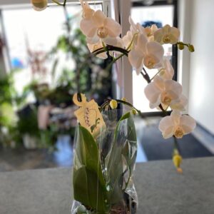 Phalaenopsis-Orchid-flowers-r-us