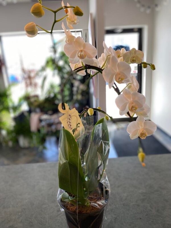 Phalaenopsis-Orchid-flowers-r-us