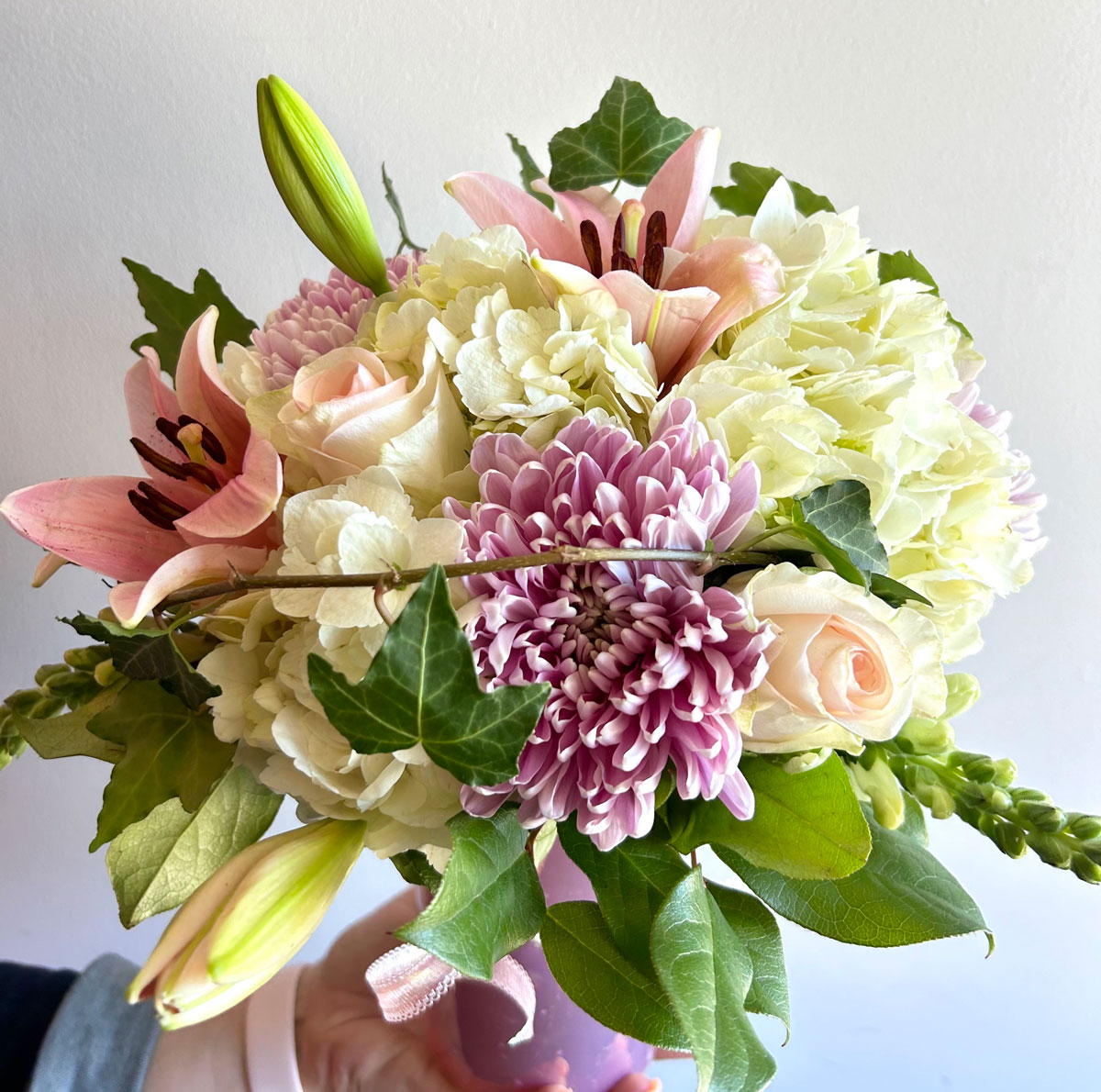 Hydrangea Beauty